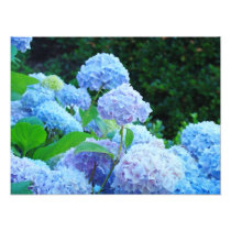 Photographische Leinwand druckt blaue Hydrangea-Bl