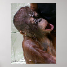 Photos d'orang-outan :  Jour de Bath Posters