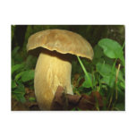 Pilz in Waldnahem hohem