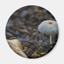 Pilz-Schmutz-Blätter Magnete