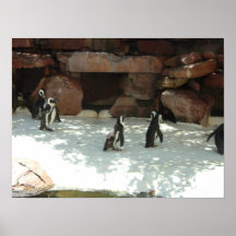 Pingouins Posters
