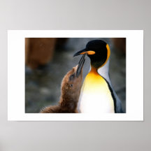 Pinguin, reizend poster