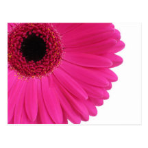 PinkGerbera Postkarten