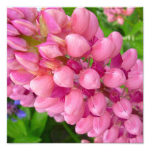 PinkPods Impressions Photographiques