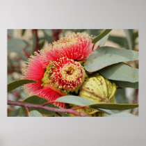 PLAKAT - Eukalyptus-Blumen Western Australien