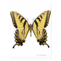 Plan rapproché d'un papillon 2 carte postale