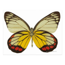 Plan rapproché d'un papillon 3 cartes postales