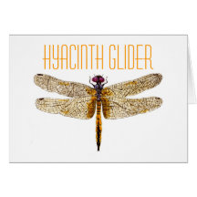 Planeur de jacinthe cartes de vœux