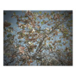 Plante de Seagrape, style d'appareil-photo de trou