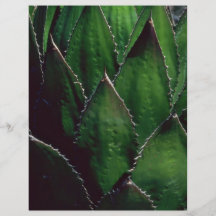 Plantes uniques dans le désert prospectus en couleur