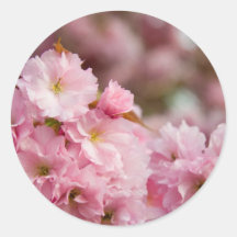 Plus de fleurs de Sakura Autocollant Rond