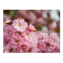 Plus de fleurs de Sakura Cartes Postales