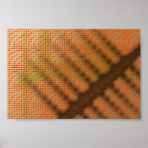 poissons poster