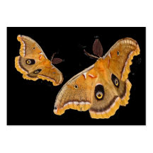 Polyphemus Motten ATC Visitenkartenvorlage