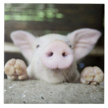 Porc de bébé dans le stylo, porcelet carreaux en céramique