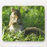 Portrait d'écureuil tapis de souris