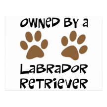 Possédé par labrador retriever carte postale