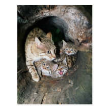 Postkarte - asiatische Wildkatze