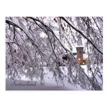 Postkarten-Schlosssnowy-Bäume in der Luzerne die S postkarten
