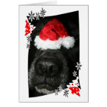 Poursuivez le chapeau de Noël sur le nez, canine n Carte De Vœux