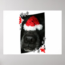 Poursuivez le chapeau de Noël sur le nez, canine n Posters
