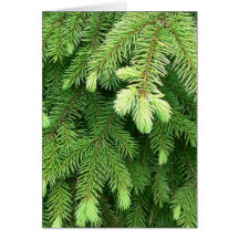 Pousses 4 de sapin rouge cartes de vœux