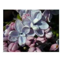 Printemps d'Au de Lilas Carte Postale