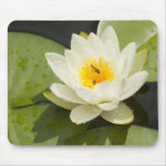 Protections de lis et fleur de Lotus blanc Tapis De Souris