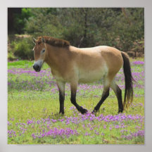 Przewalskii Pferd Plakatdruck