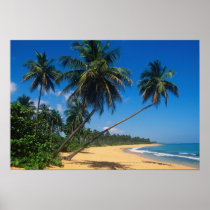 Puerto Rico, Isla Verde, Palmen