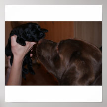 PUP1 POSTERDRUCK