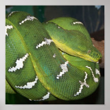 Python vert d'arbre posters