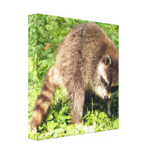 Raccoon, der Leinwanddruck badet