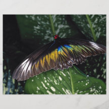 Rajah Brookes weibliches Birdwing, Malaysia Bedruckte Flyer