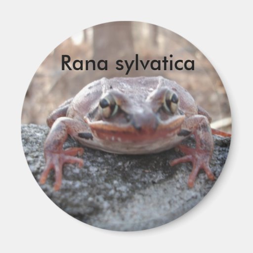 Rana sylvatica oder Holzfroschtiermagnet Magnete