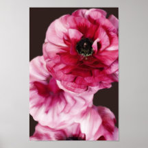Ranunculus rouge poster