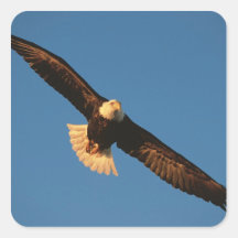 Raubvogel, Weißkopfseeadler im Flug, Kachemak Aufkleber