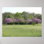 Redbuds en fleur poster