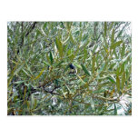 Reife Olive, die im Blätter lauert Postkarte
