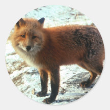 Renard de Vulpes_vulpes_red Adhésif Rond