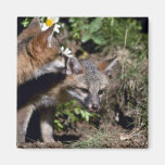 Renard-jeunes kits gris magnets pour réfrigérateur