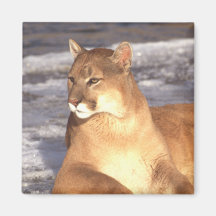 Repos de puma aimant