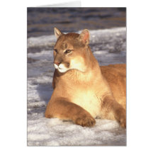 Repos de puma cartes de vœux
