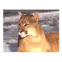 Repos de puma cartes postales