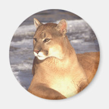 Repos de puma magnets pour réfrigérateur