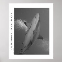 Requin noir de récif de bout affiche