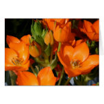Ressort orange carte