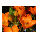 Ressort orange carte postale