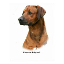 Rhodesian Ridgeback Cartes Postales