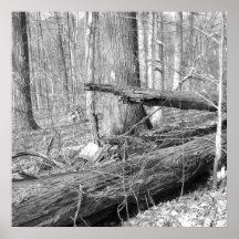 Ridley Nebenfluss-Staats-Park Posterdrucke